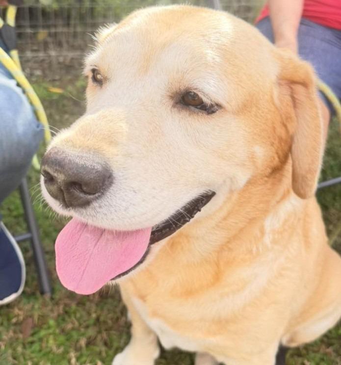 Enlarge HUNTER, a Adoptable Yellow Labrador Retriever in Palm City, FL image 4/4