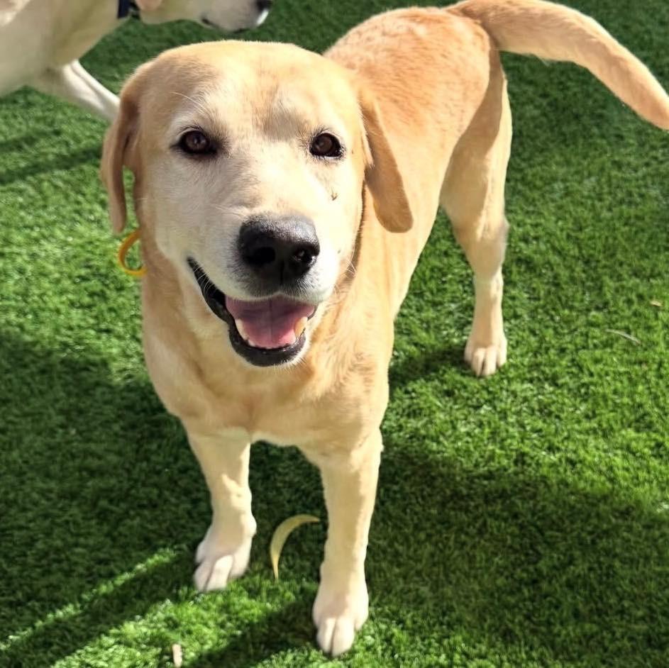 Enlarge HUNTER, a Adoptable Yellow Labrador Retriever in Palm City, FL image 4/4