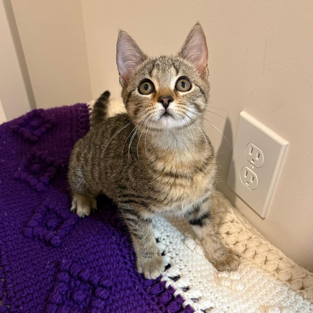 Pickle, Adoptable, Kitten Male Domestic Short Hair.