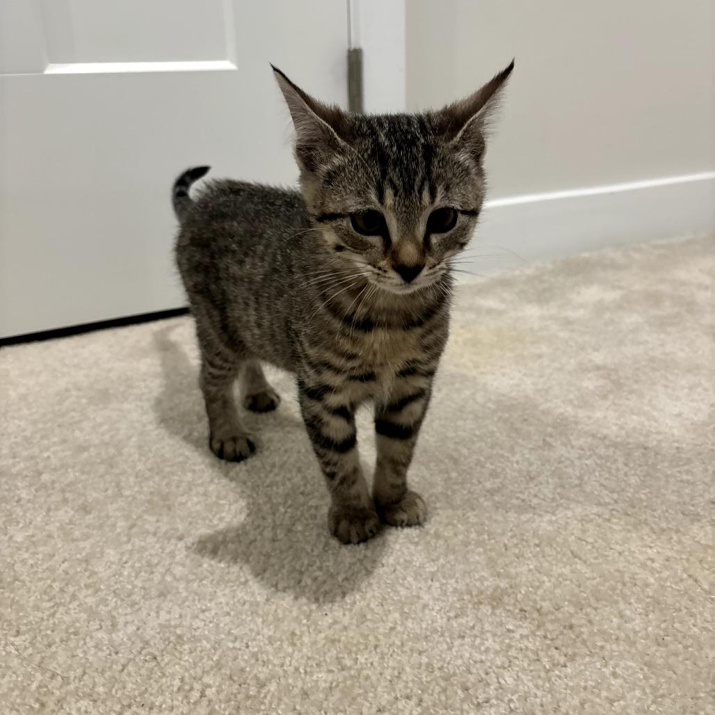 Enlarge Pickle, a Adoptable Domestic Short Hair in Simpsonville, SC image 1/3