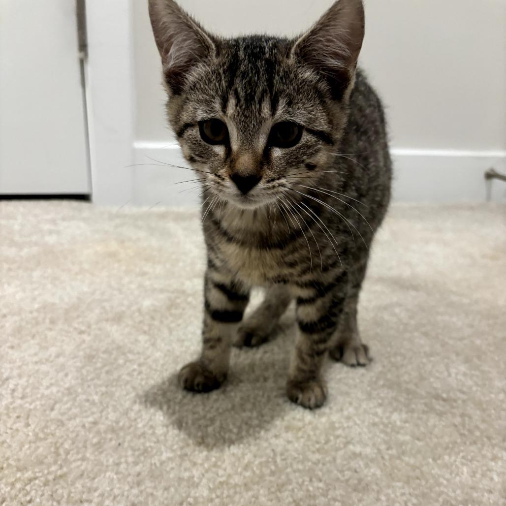 Enlarge Pickle, a Adoptable Domestic Short Hair in Simpsonville, SC image 2/3