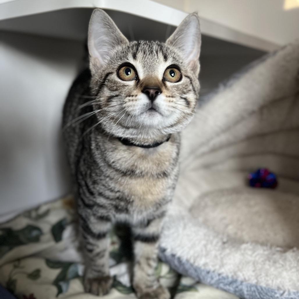 Enlarge Pickle, a Adoptable Domestic Short Hair in Simpsonville, SC image 3/4