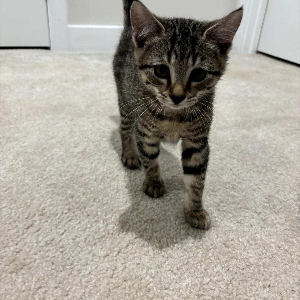 Enlarge Pickle, a Adoptable Domestic Short Hair in Simpsonville, SC image 3/3