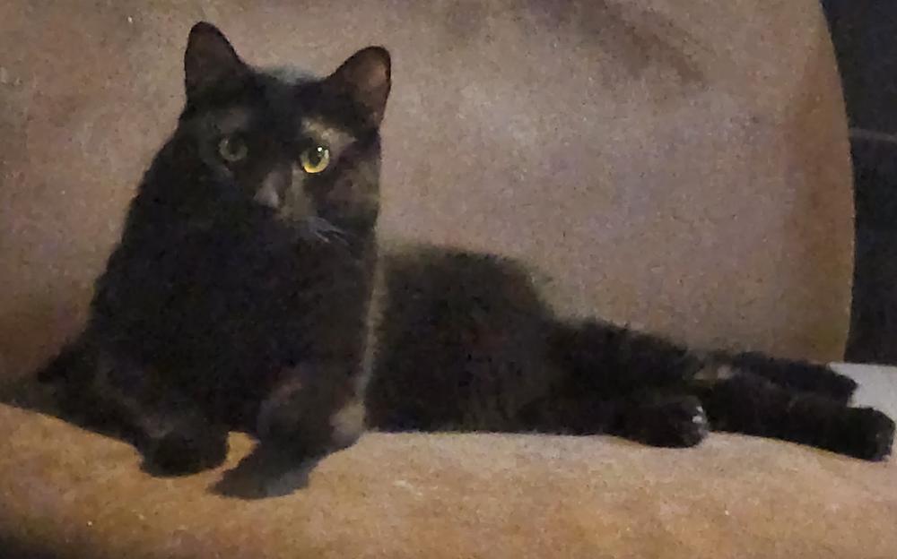 Enlarge Kenya, a Adoptable Domestic Short Hair in Bowie, MD image 1/2