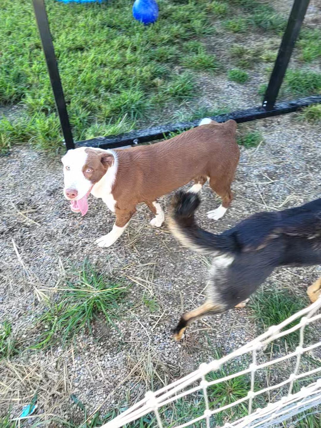 Enlarge Sarge, a Adoptable mixed breed in Petersburg, IN image 3/3