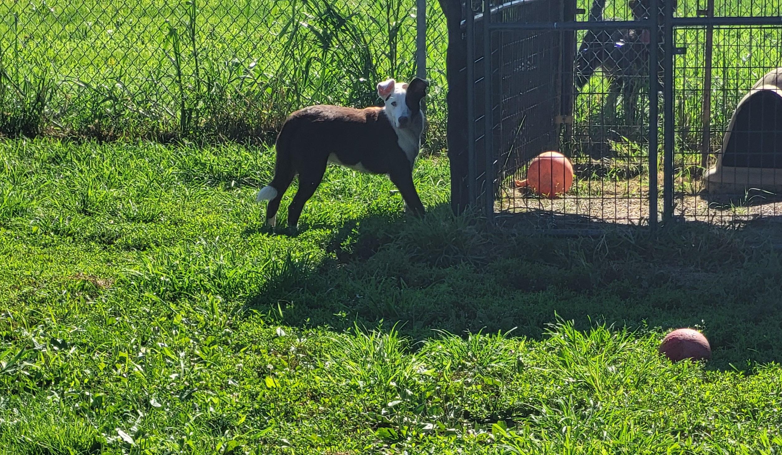 Sarge, Adoptable, Young Male Australian Shepherd.