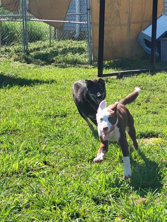 Enlarge Sarge, a Adoptable mixed breed in Petersburg, IN video 1/3