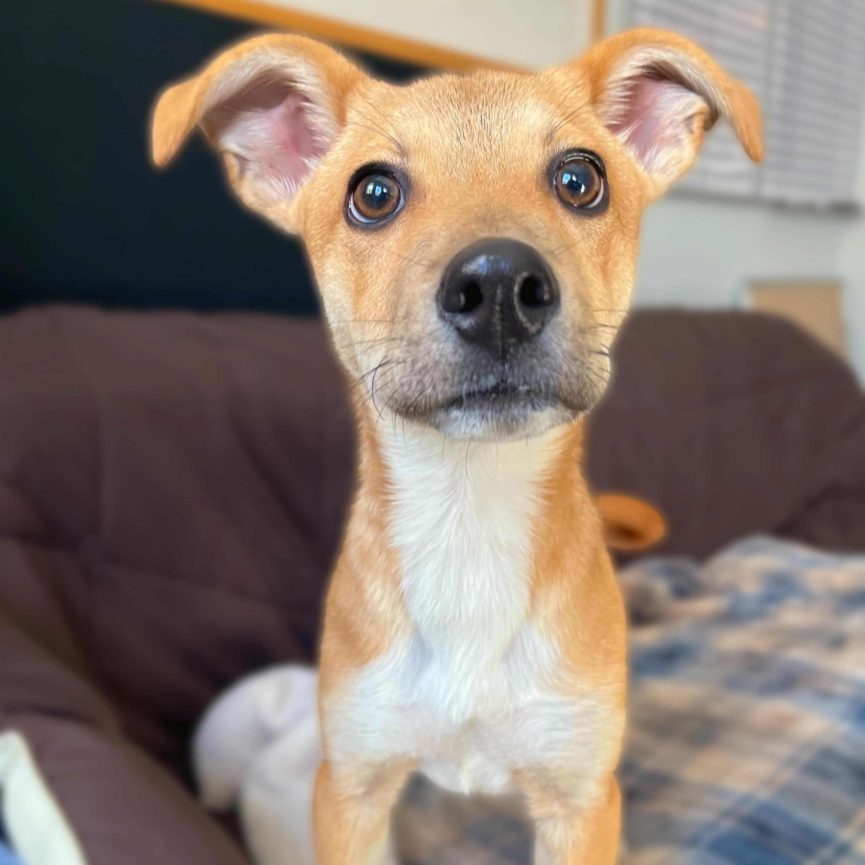 Churro — thumbnail 2