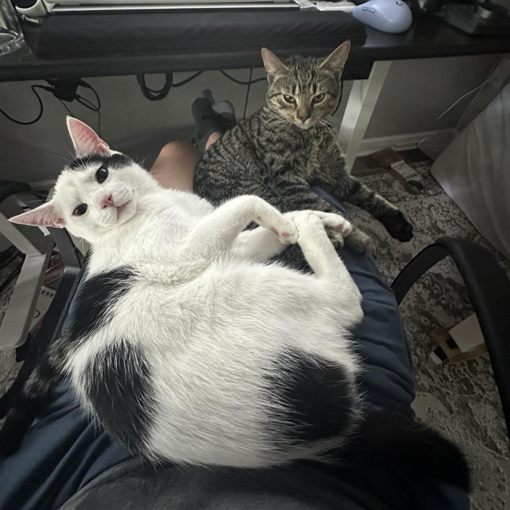 Twix — thumbnail 2