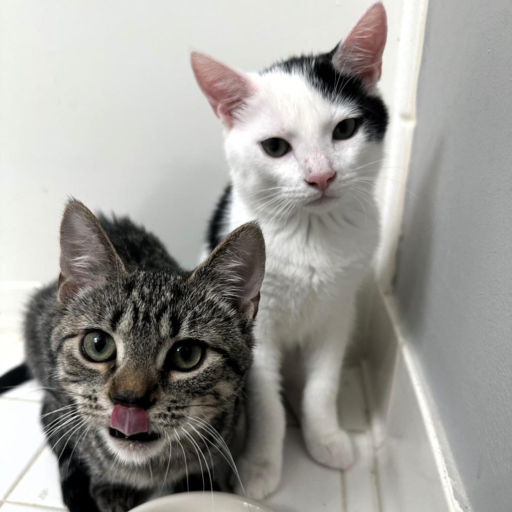 Twix — thumbnail 4