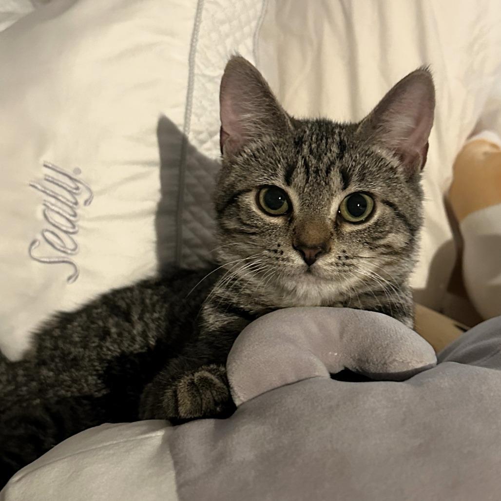 Twix — thumbnail 6