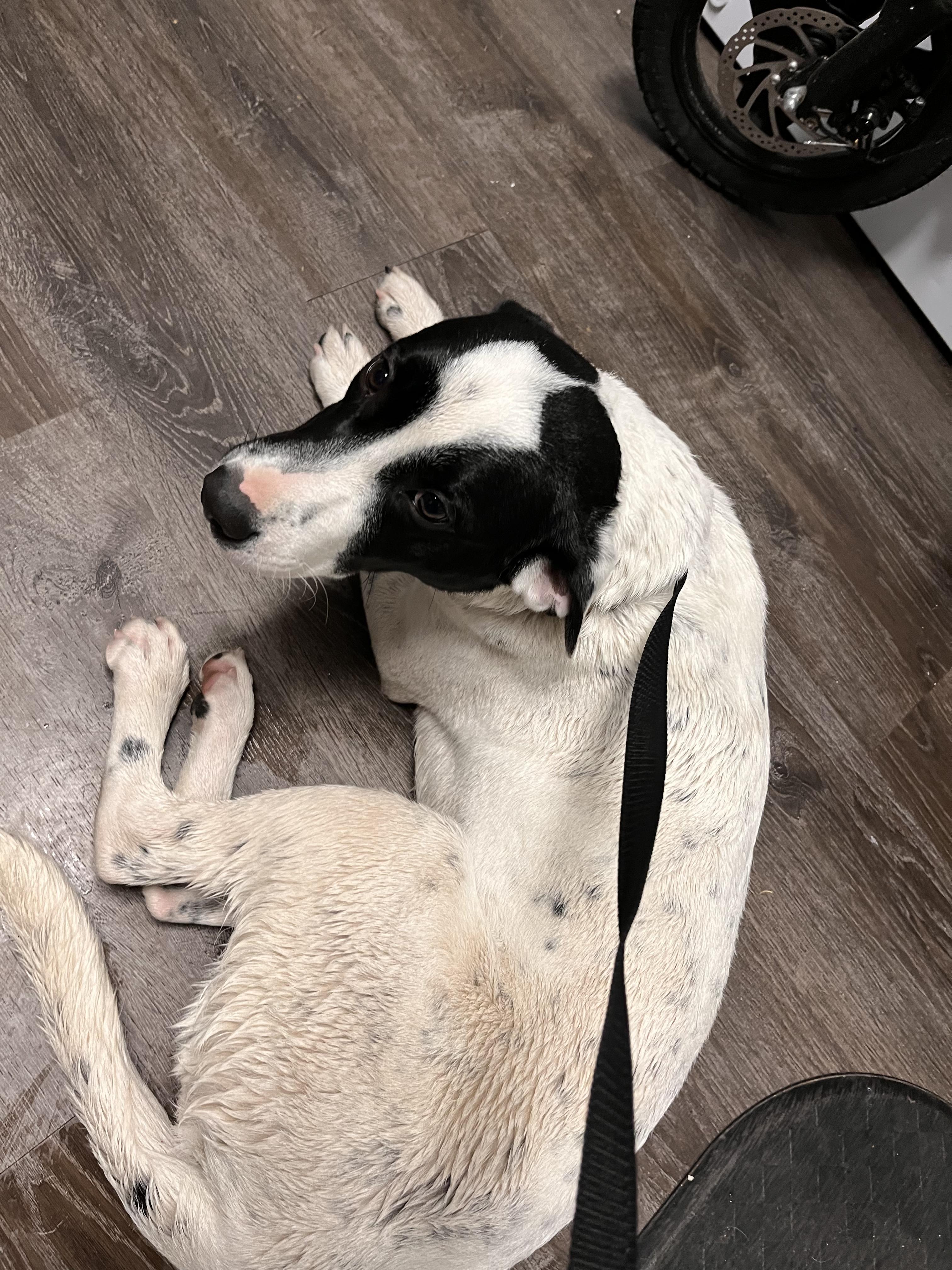 Enlarge Blue Heeler/Pitbull Puppies, a Adoptable mixed breed in Pocatello, ID image 2/6