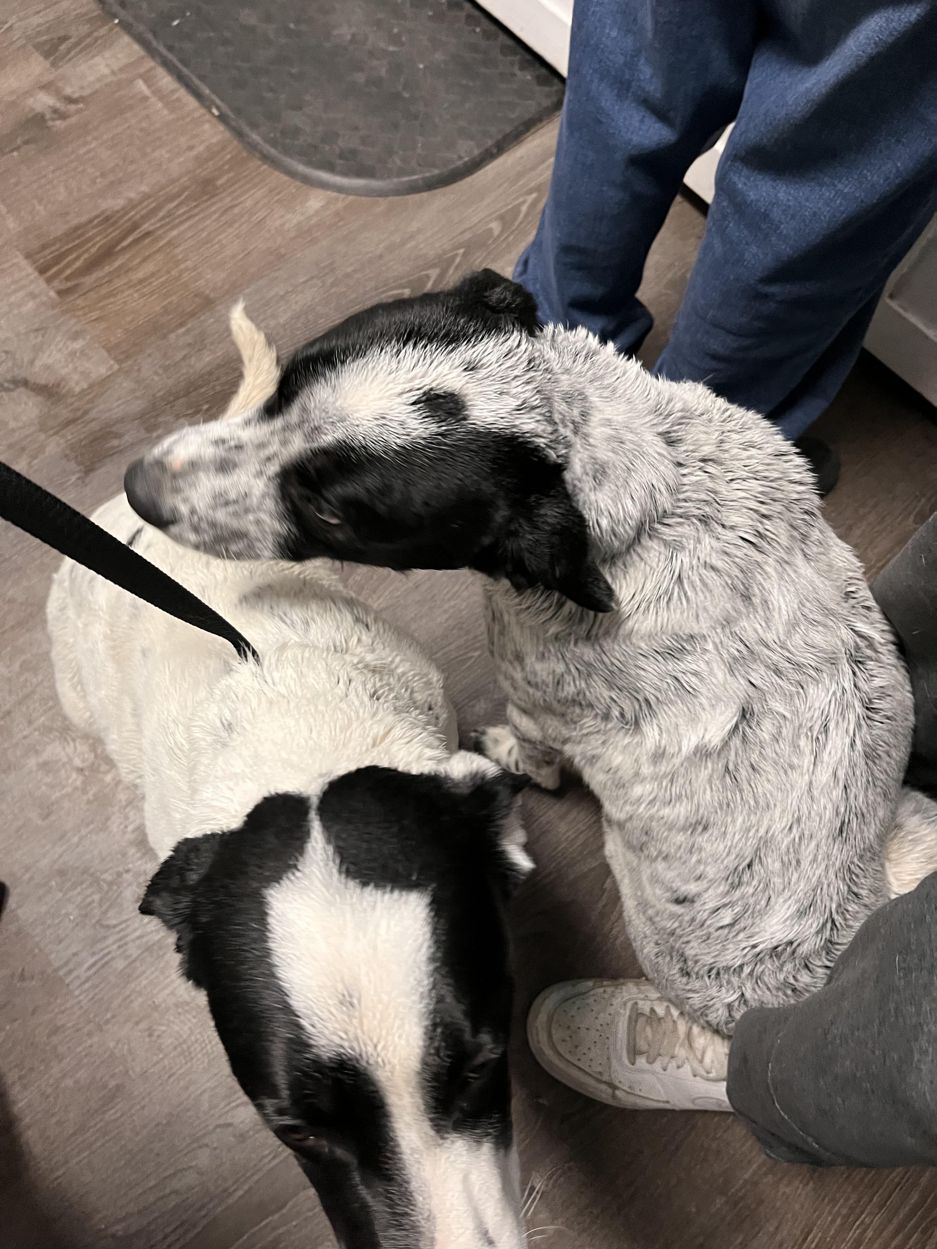 Enlarge Blue Heeler/Pitbull Puppies, a Adoptable mixed breed in Pocatello, ID image 4/6