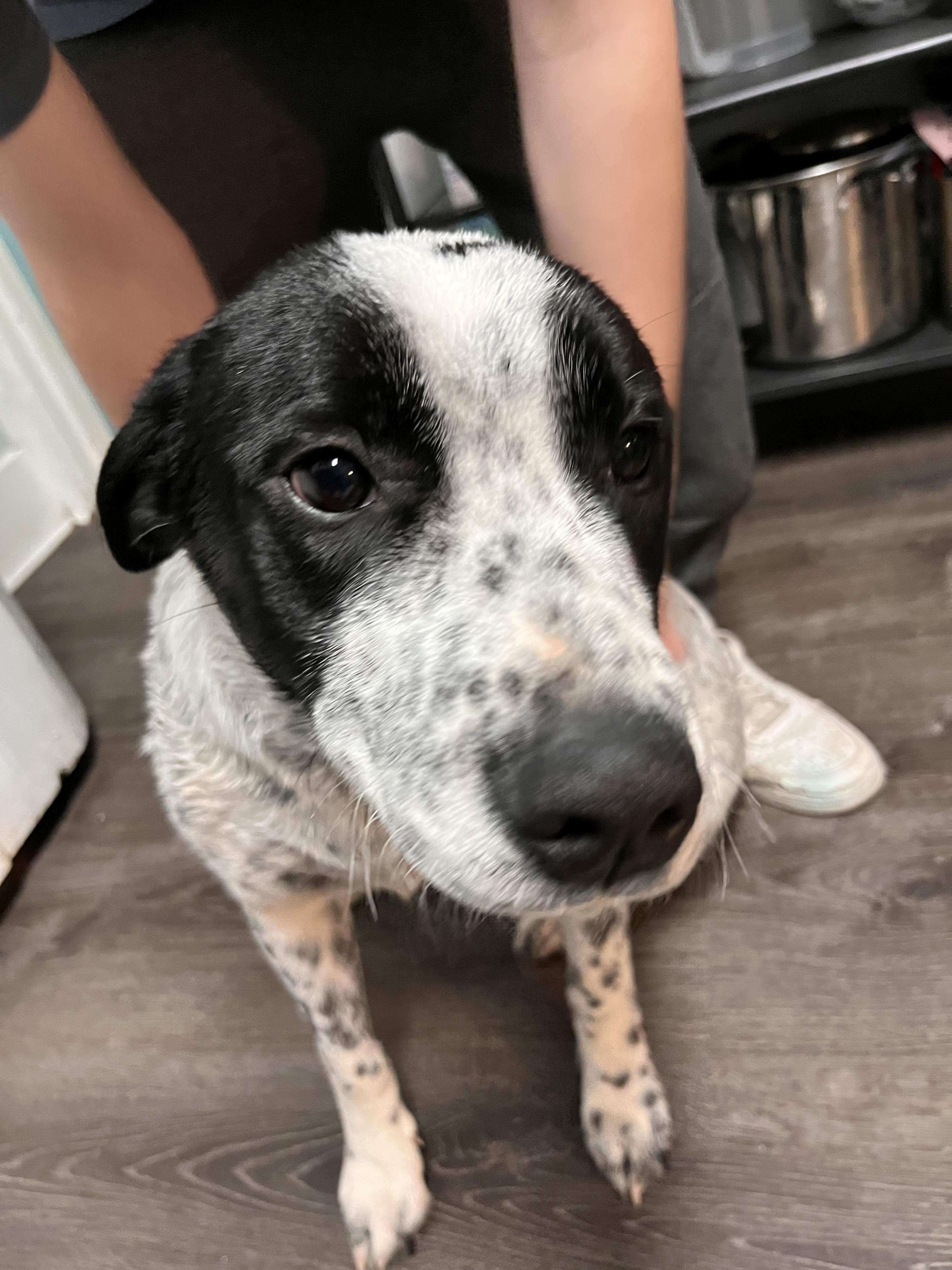 Blue Heeler/Pitbull Puppies, Adoptable, Young Male Australian Cattle Dog / Blue Heeler & Pit Bull Terrier.