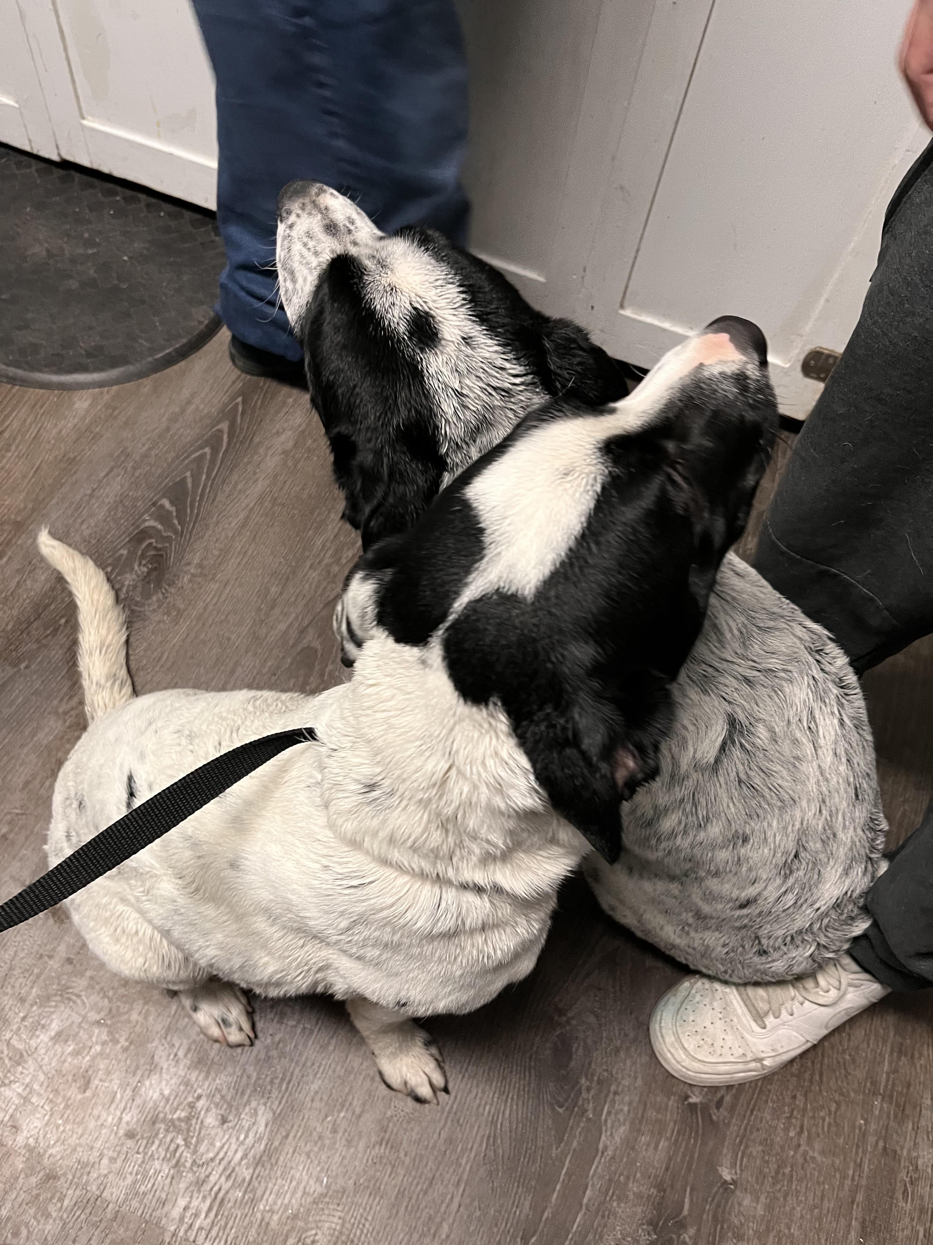 Enlarge Blue Heeler/Pitbull Puppies, a Adoptable mixed breed in Pocatello, ID image 6/6