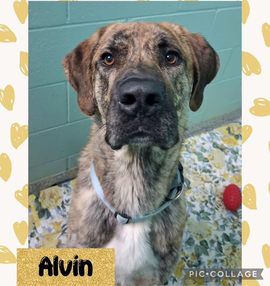 Alvin, Adoptable, Adult Male Anatolian Shepherd & Mixed Breed.