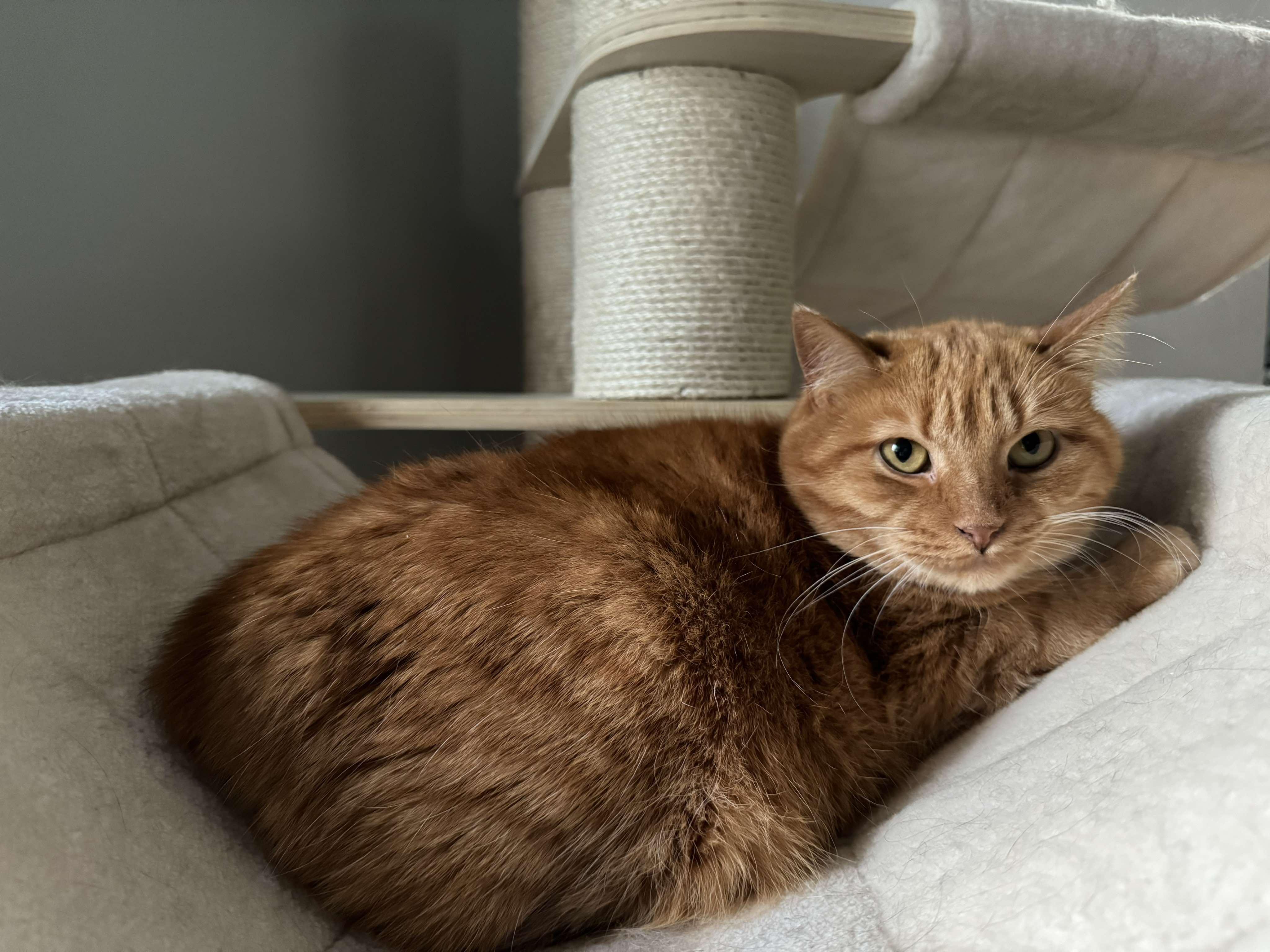 Aphrodite, an adoptable Tabby in Orleans, ON, K4A 1X6 | Photo Image 2