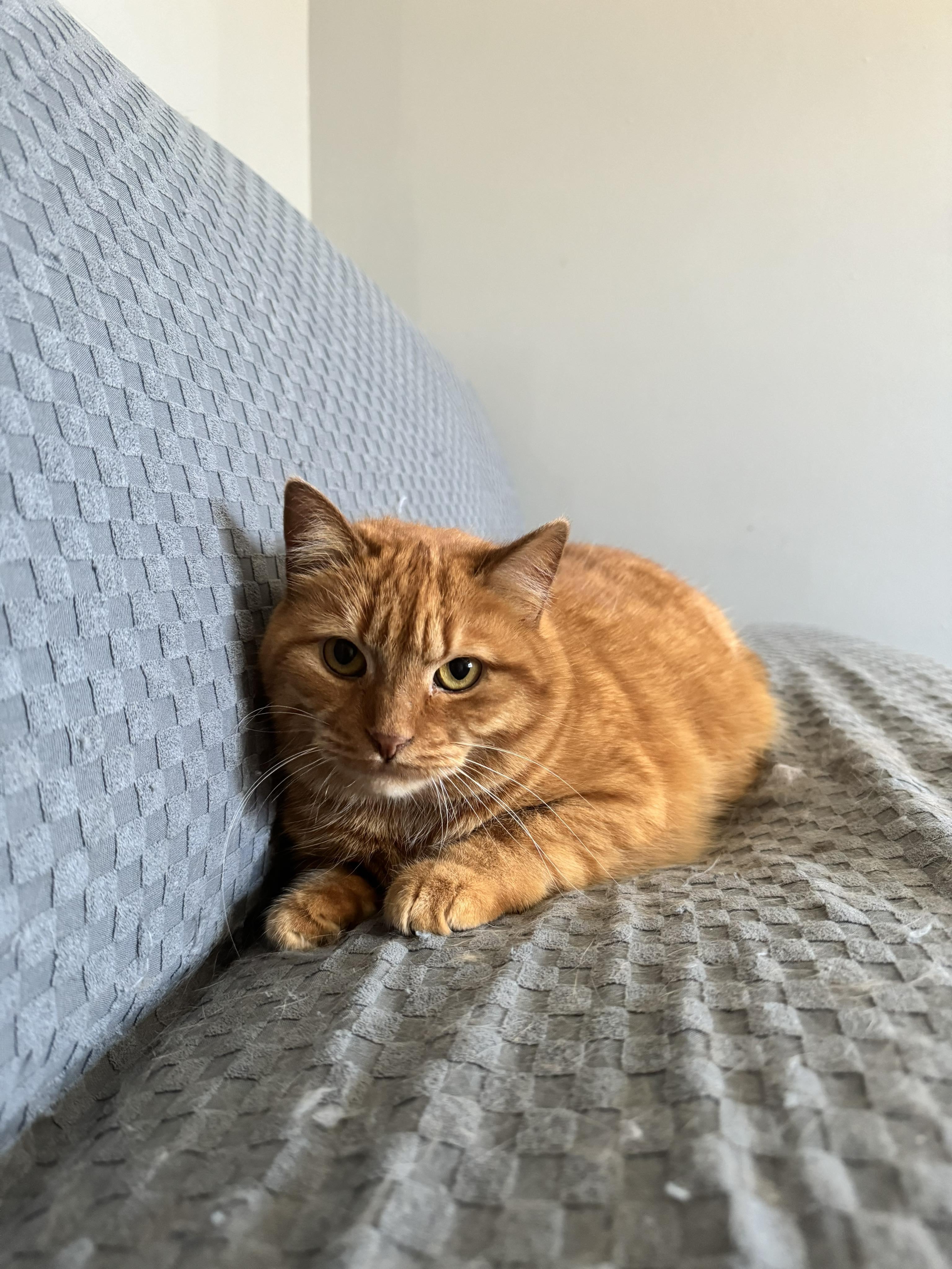 Enlarge Aphrodite, a Adoptable Tabby in Orleans, ON image 3/3