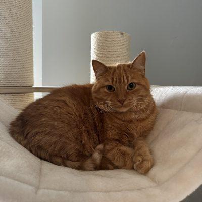 Enlarge Aphrodite, a Adoptable Tabby in Orleans, ON image 1/3