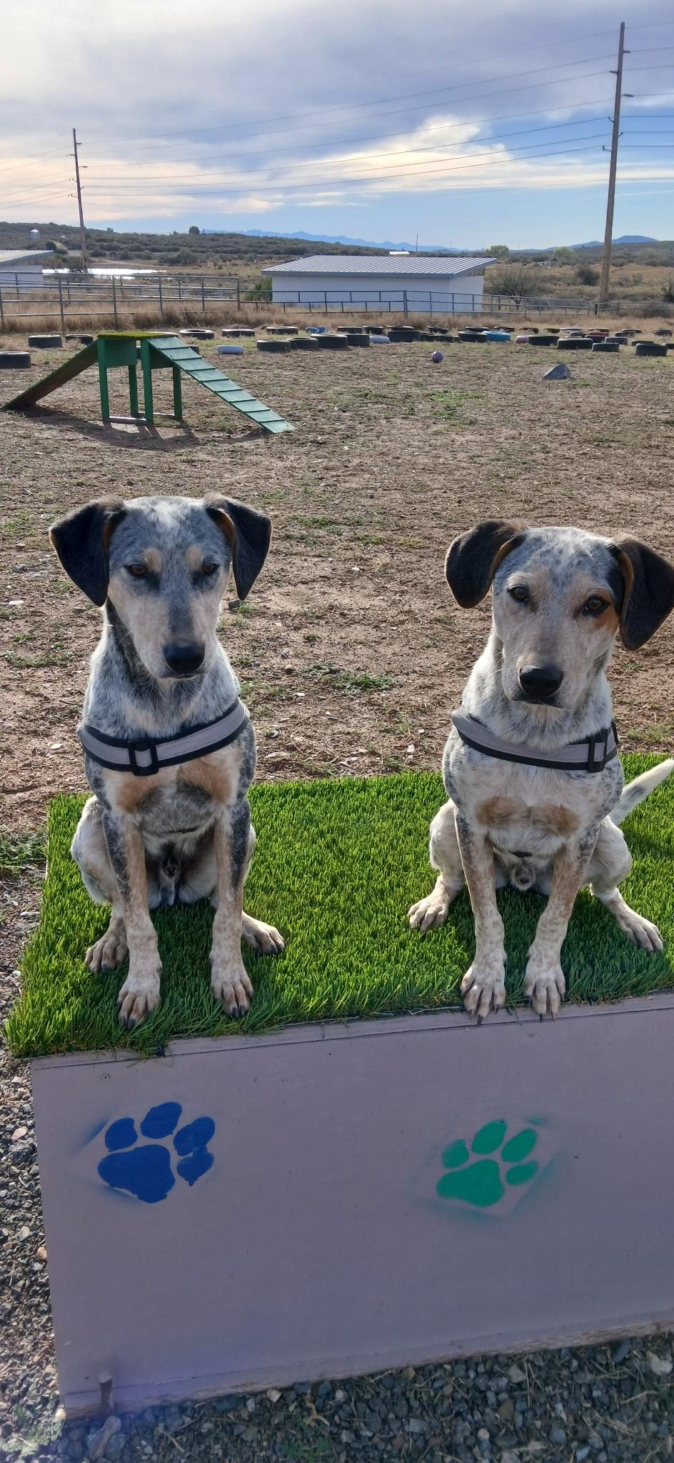 Hawk, Adoptable, Young Male Bluetick Coonhound.