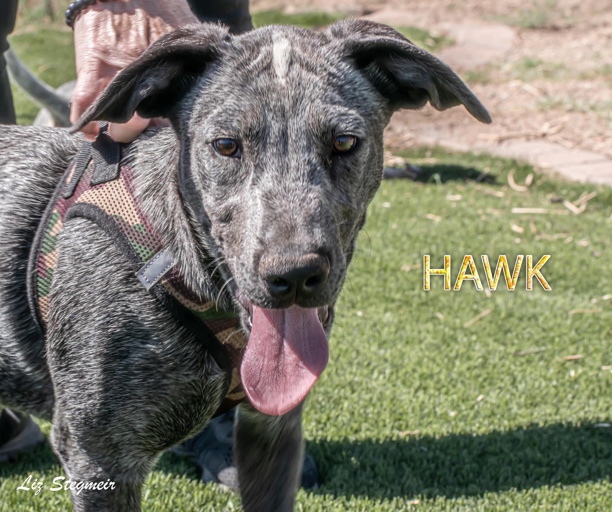 Enlarge Hawk, a Adoptable mixed breed image 1/1