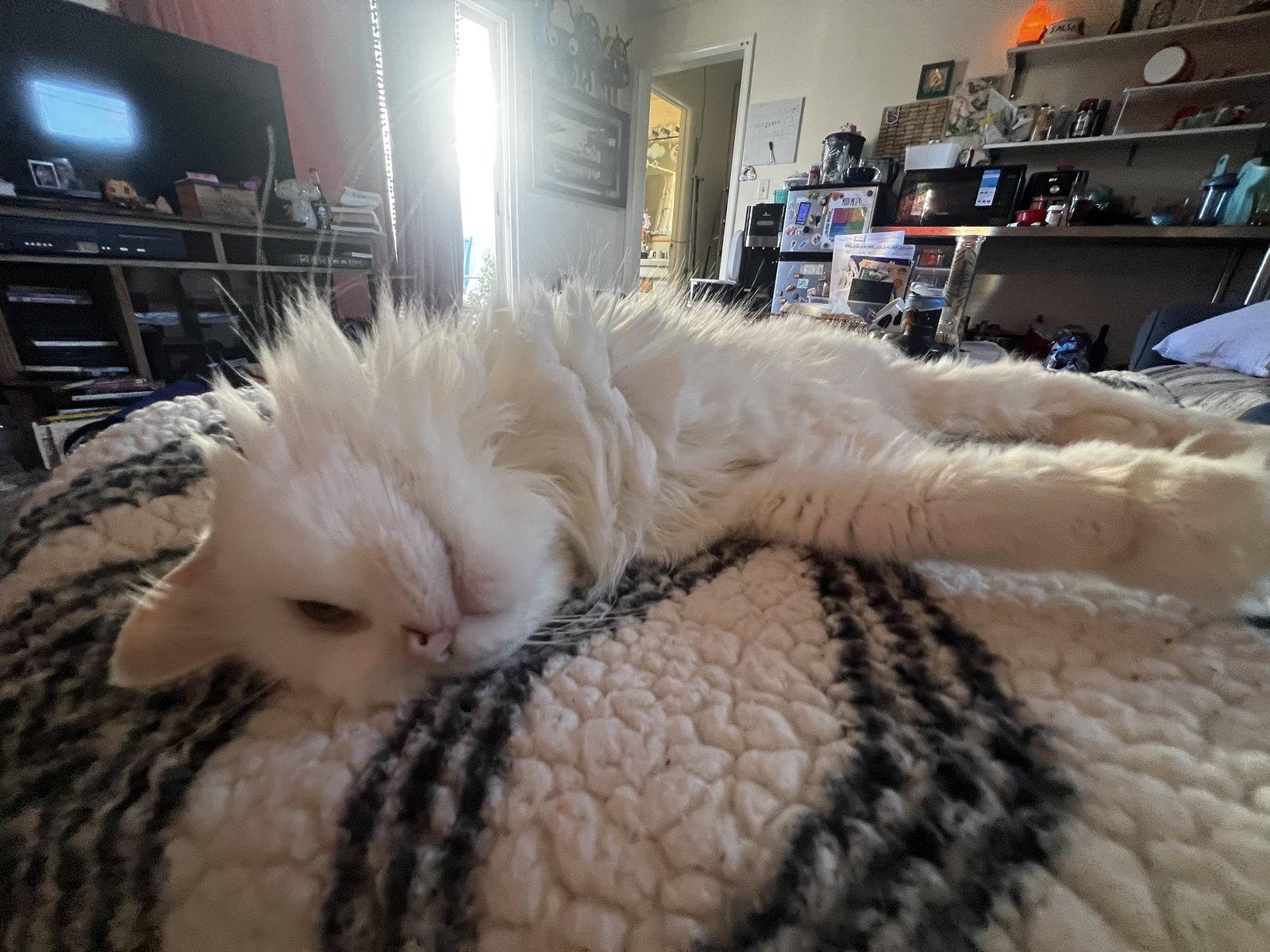 Enlarge Delilah, a Adoptable Domestic Long Hair in Roseville, CA image 1/3