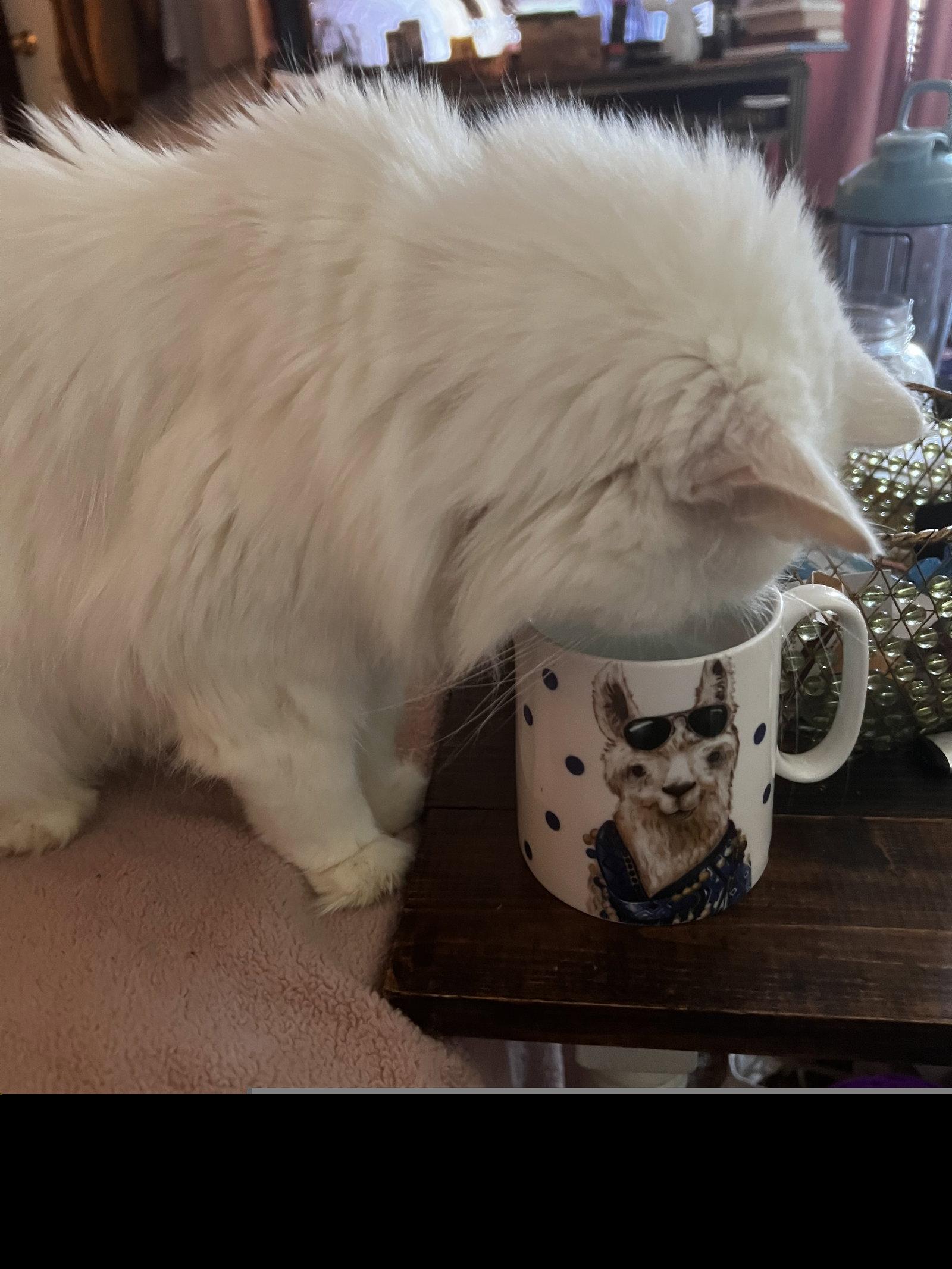 Enlarge Delilah, a Adoptable Domestic Long Hair in Roseville, CA image 2/3