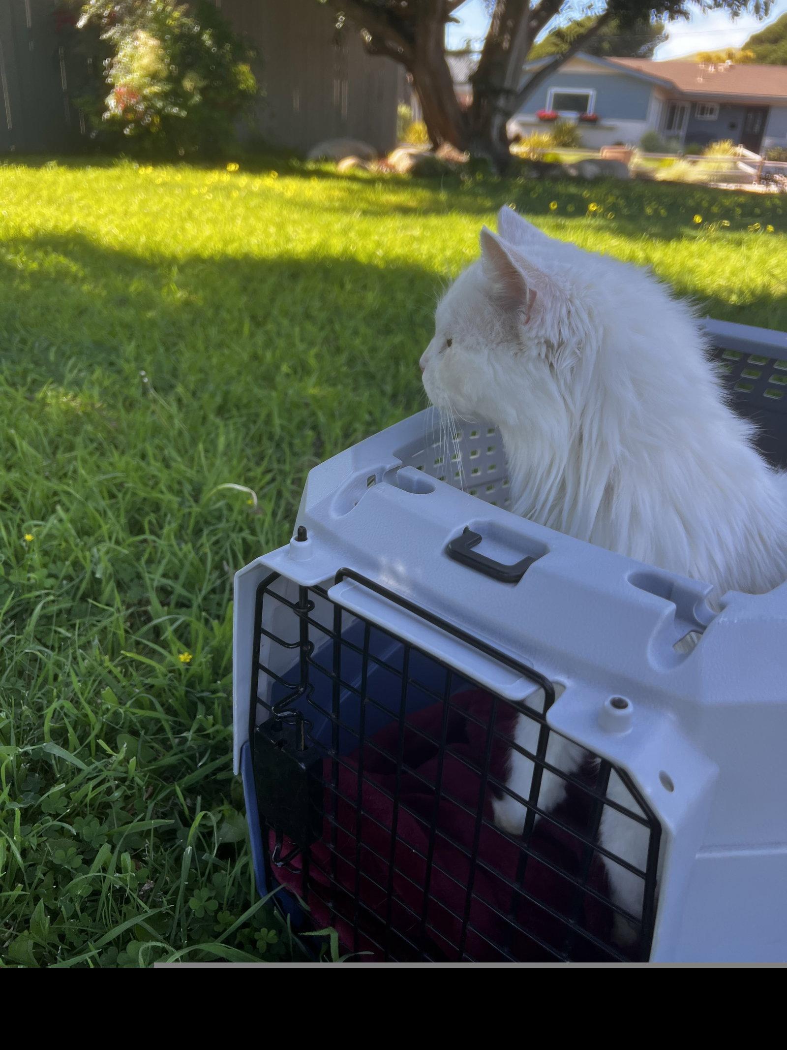 Enlarge Delilah, a Adoptable Domestic Long Hair in Roseville, CA image 3/3