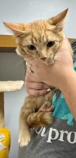 Enlarge Spice, a Adoptable Domestic Short Hair in Dodgeville, WI image 3/3