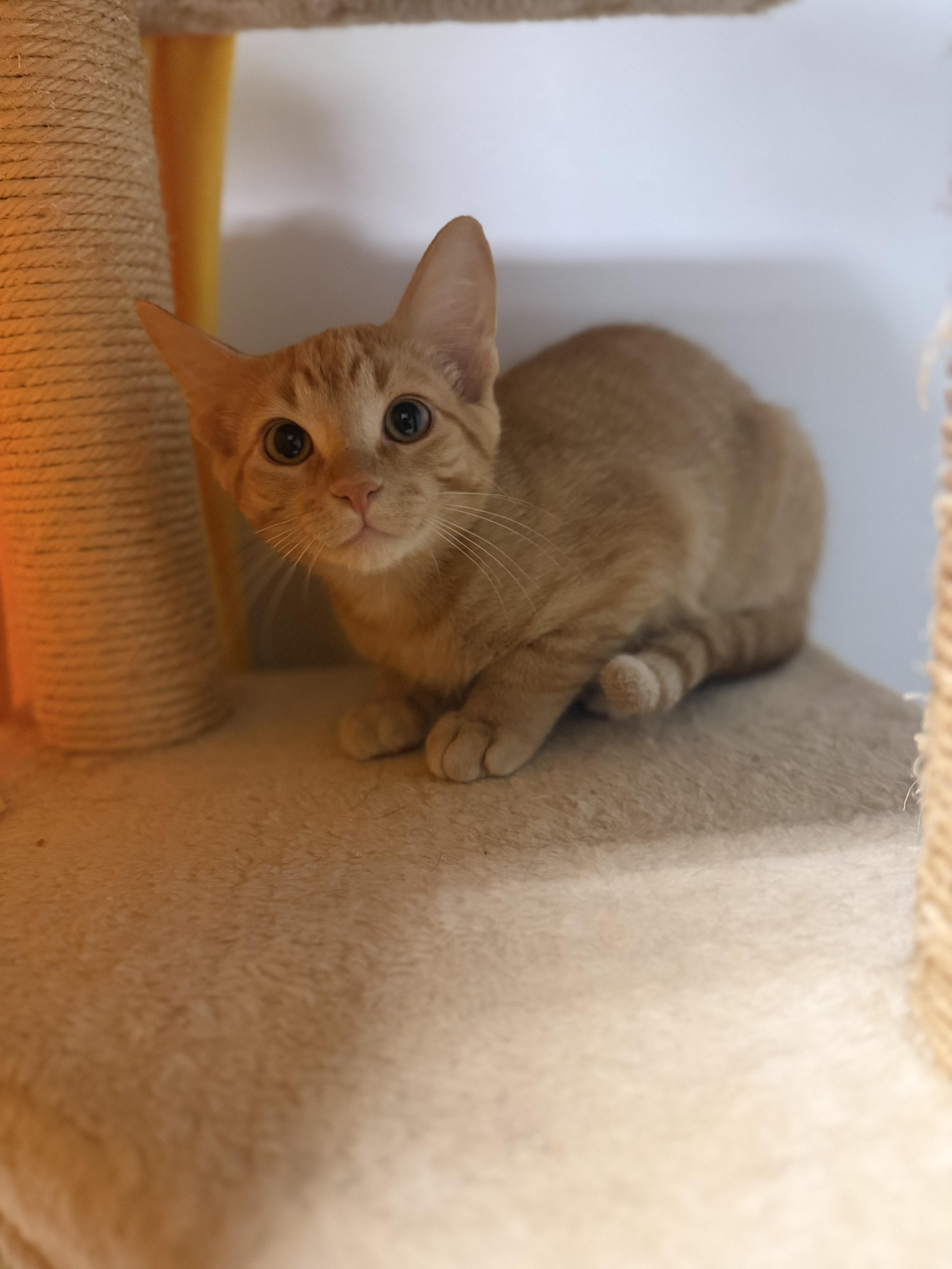Enlarge Spice, a Adoptable Domestic Short Hair in Dodgeville, WI image 2/3