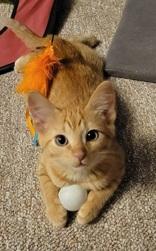 Spice, Adoptable, Young Male Domestic Short Hair.