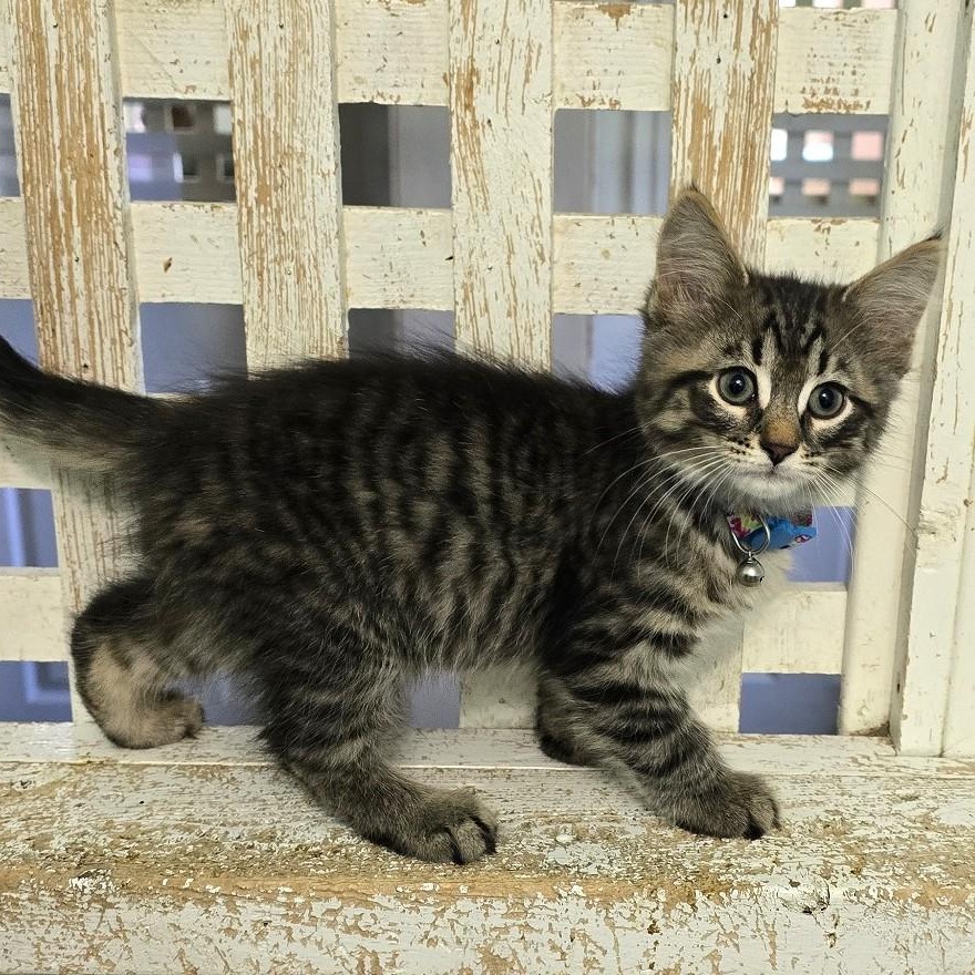 Enlarge Marshmellow, a Adoptable Domestic Short Hair in Guelph, ON image 1/1