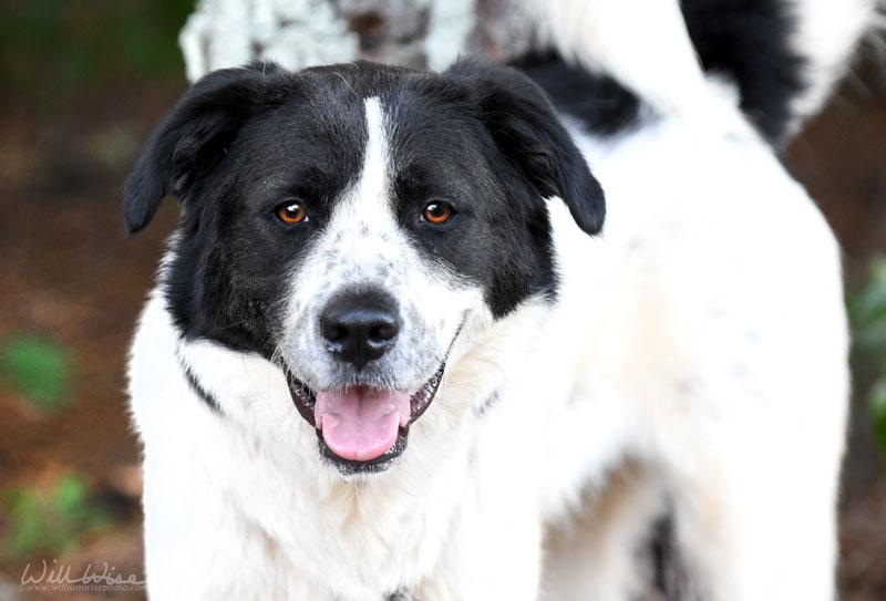 Alix, a ADOPTABLE mixed breed in Monroe, GA image 1/5