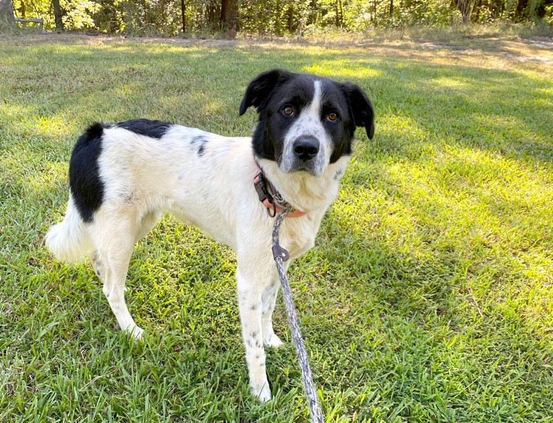 Alix, a ADOPTABLE mixed breed in Monroe, GA image 3/5