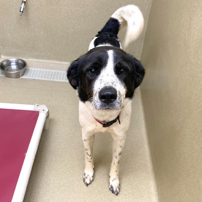 Alix, a ADOPTABLE mixed breed in Monroe, GA image 2/5