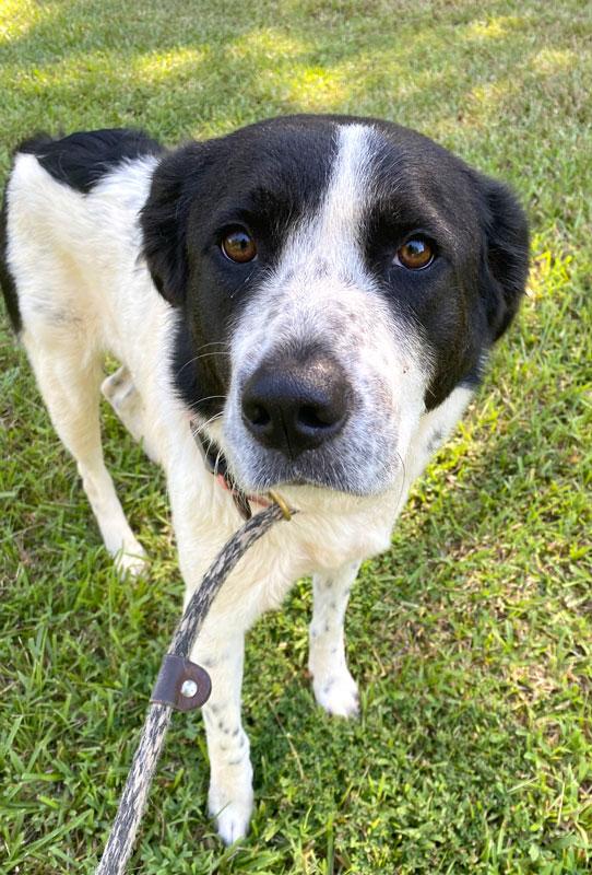 Alix, a ADOPTABLE mixed breed in Monroe, GA image 4/5