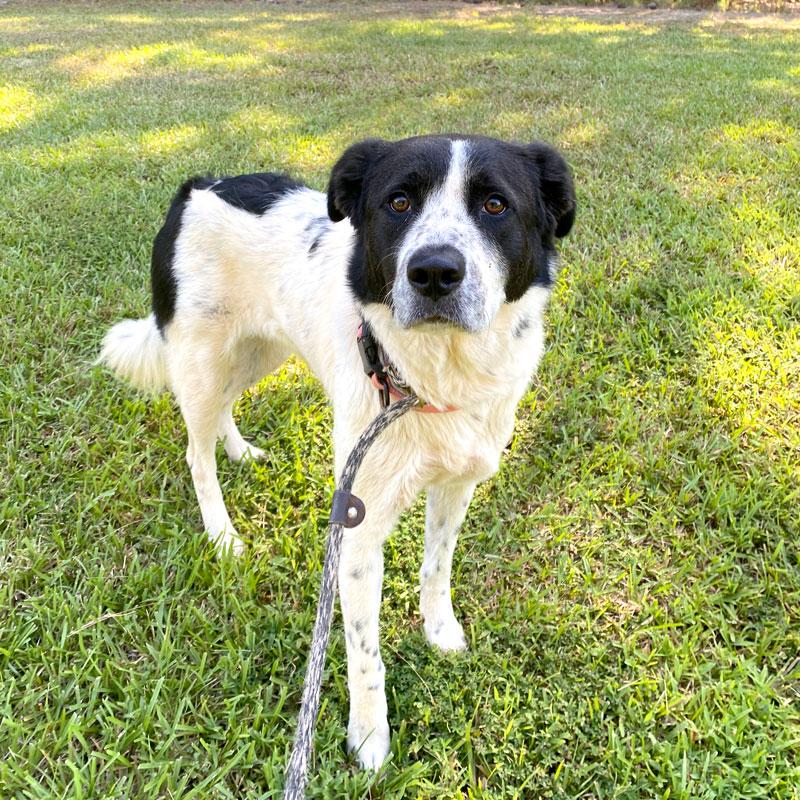 Alix, a ADOPTABLE mixed breed in Monroe, GA image 5/5