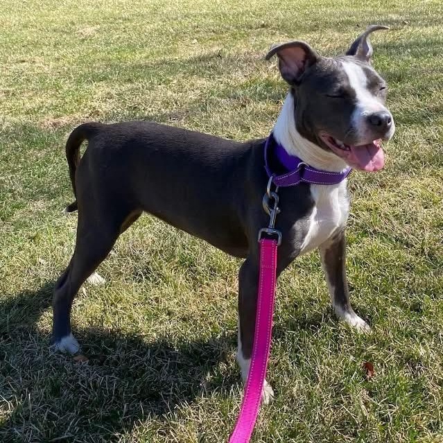 Enlarge Caddy, an adopted mixed breed in McHenry, IL image 4/5