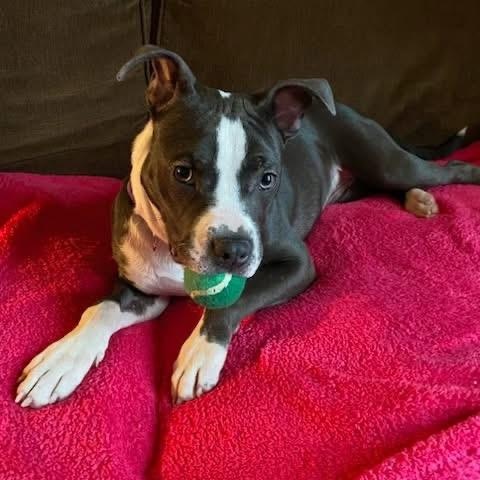 Enlarge Caddy, an adopted mixed breed in McHenry, IL image 1/5