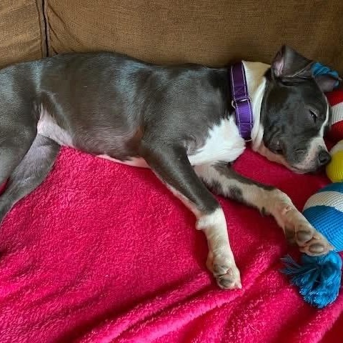 Enlarge Caddy, an adopted mixed breed in McHenry, IL image 2/5