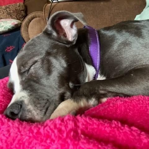 Enlarge Caddy, an adopted mixed breed in McHenry, IL image 3/5