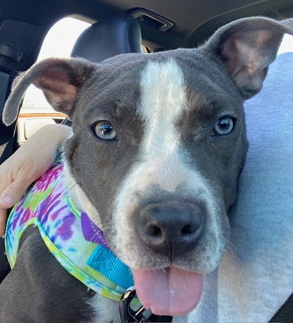 Enlarge Caddy, an adopted mixed breed in McHenry, IL image 5/5