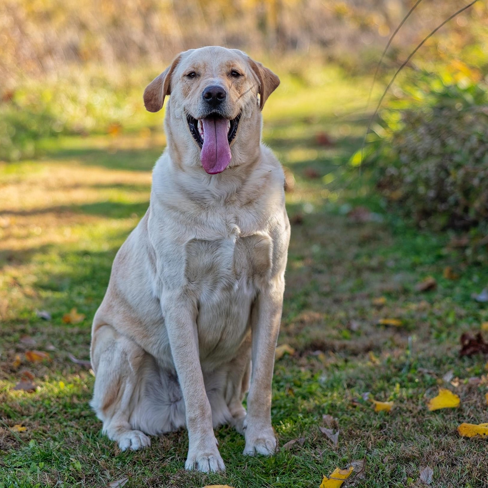 Air Bud (Bud), Adoptable, Young Male Great Pyrenees & Golden Retriever.