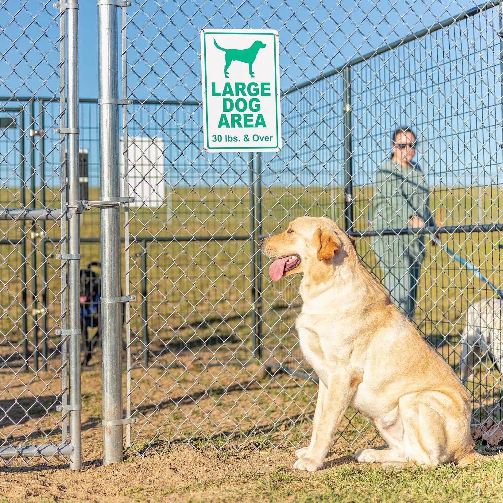 Air Bud (Bud), a Adoptable mixed breed in Clarinda, IA image 2/6