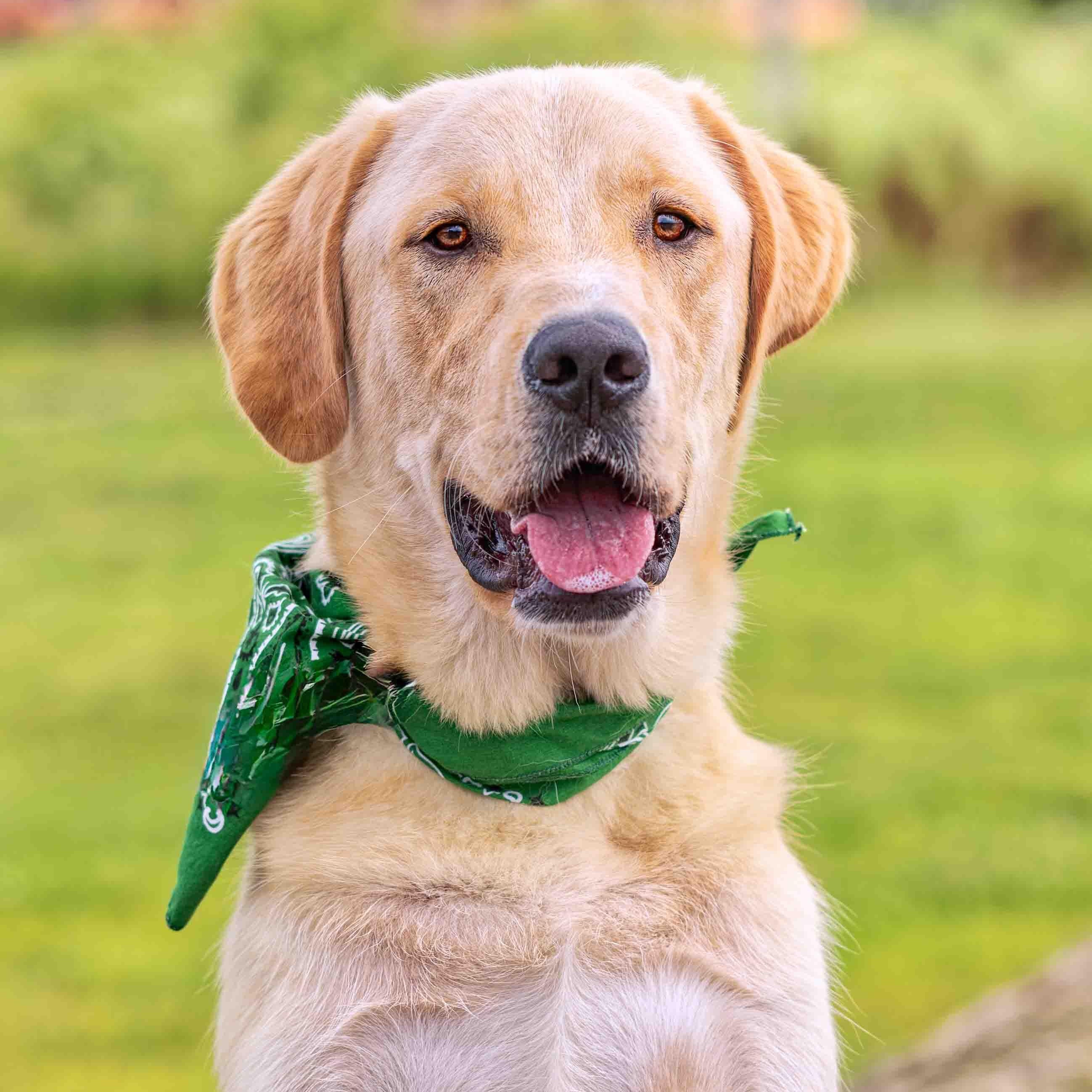 Air Bud (Bud), Adoptable, Young Male Golden Retriever & Great Pyrenees.