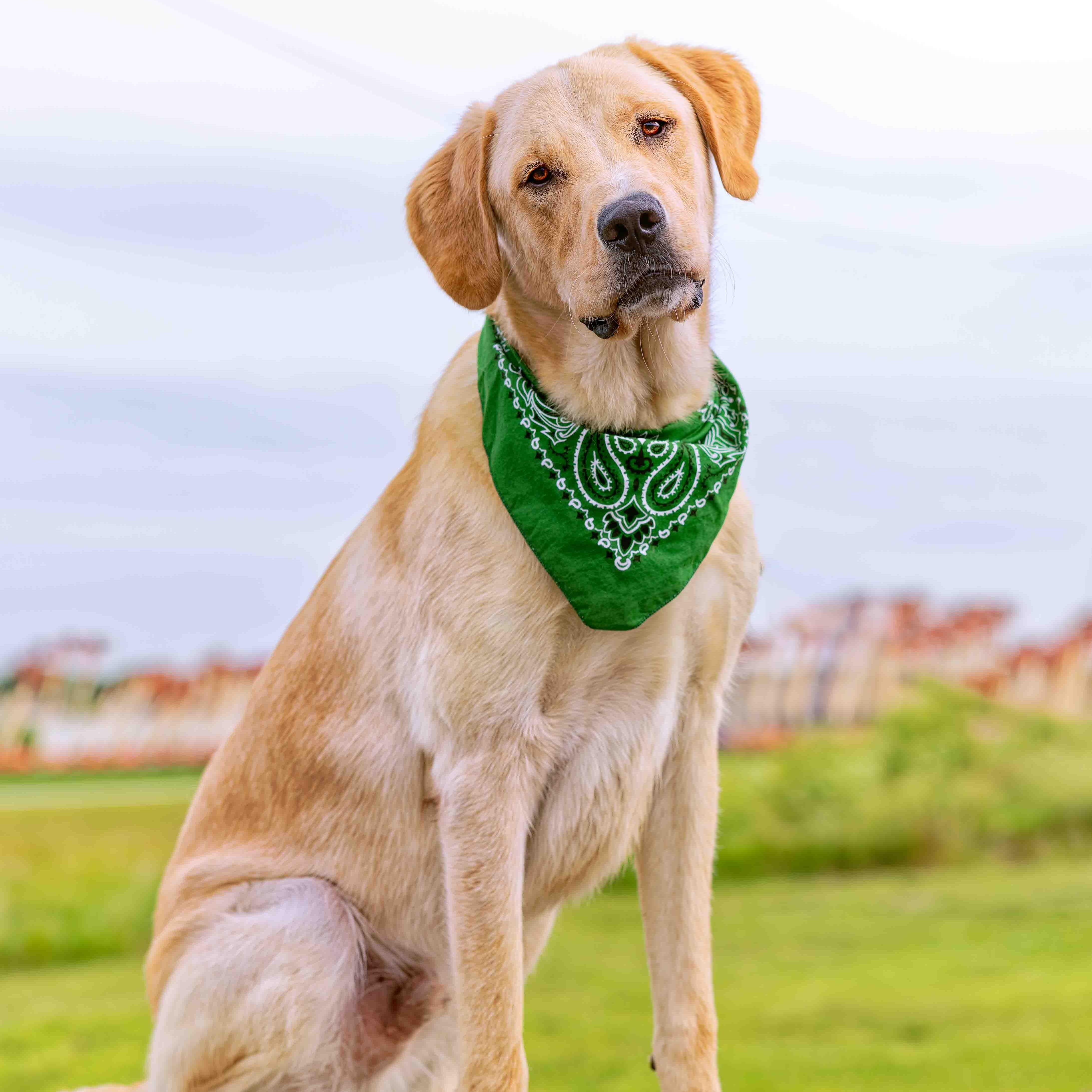 Air Bud (Bud), a Adoptable mixed breed in Clarinda, IA image 3/6