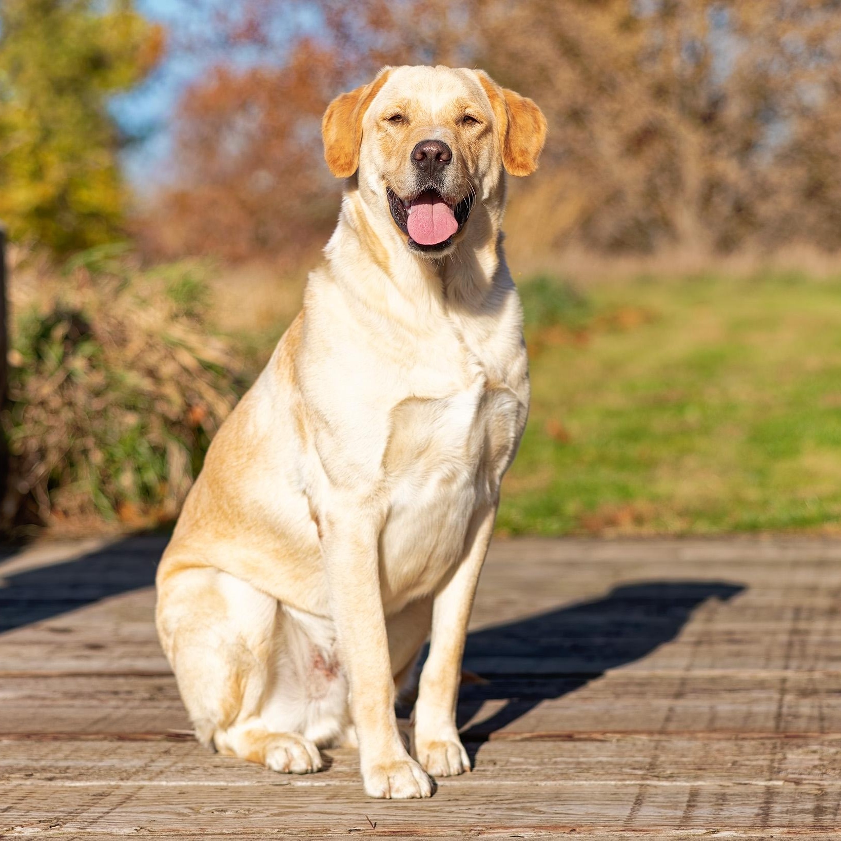 Air Bud (Bud), a Adoptable mixed breed in Clarinda, IA image 5/6
