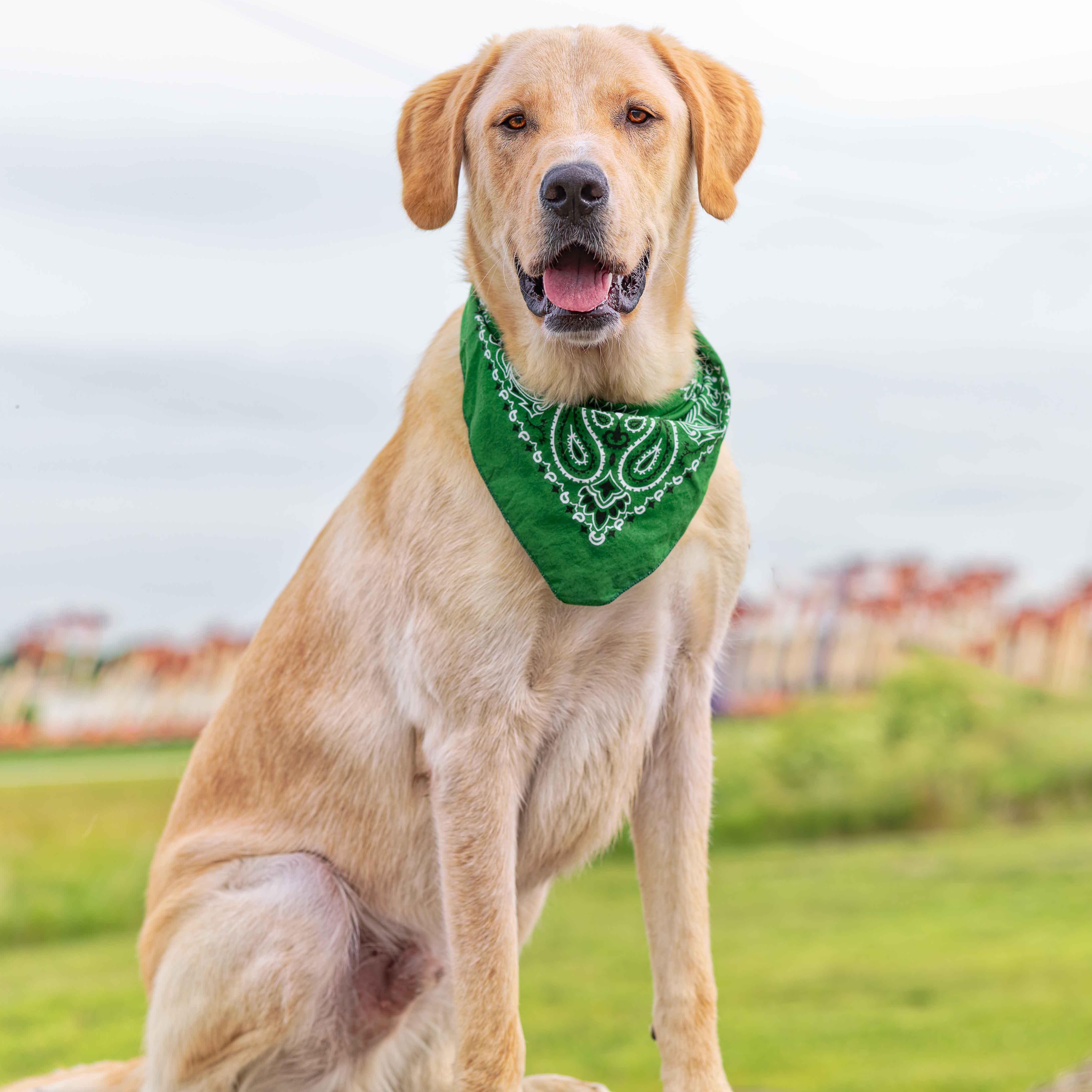 Air Bud (Bud), an adoptable Golden Retriever, Chinook in Clarinda, IA, 51632 | Photo Image 5