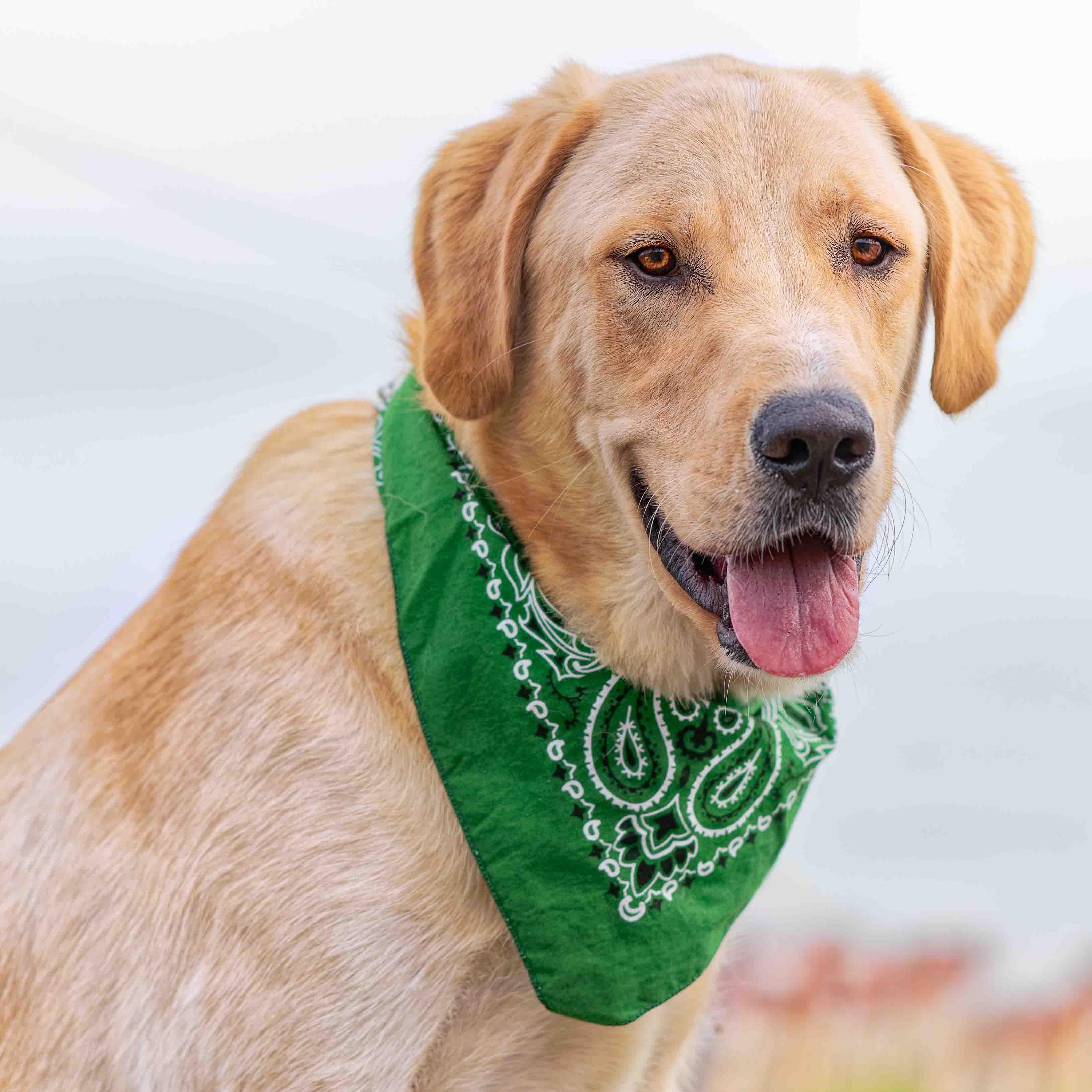 Air Bud (Bud), an adoptable Golden Retriever, Chinook in Clarinda, IA, 51632 | Photo Image 2