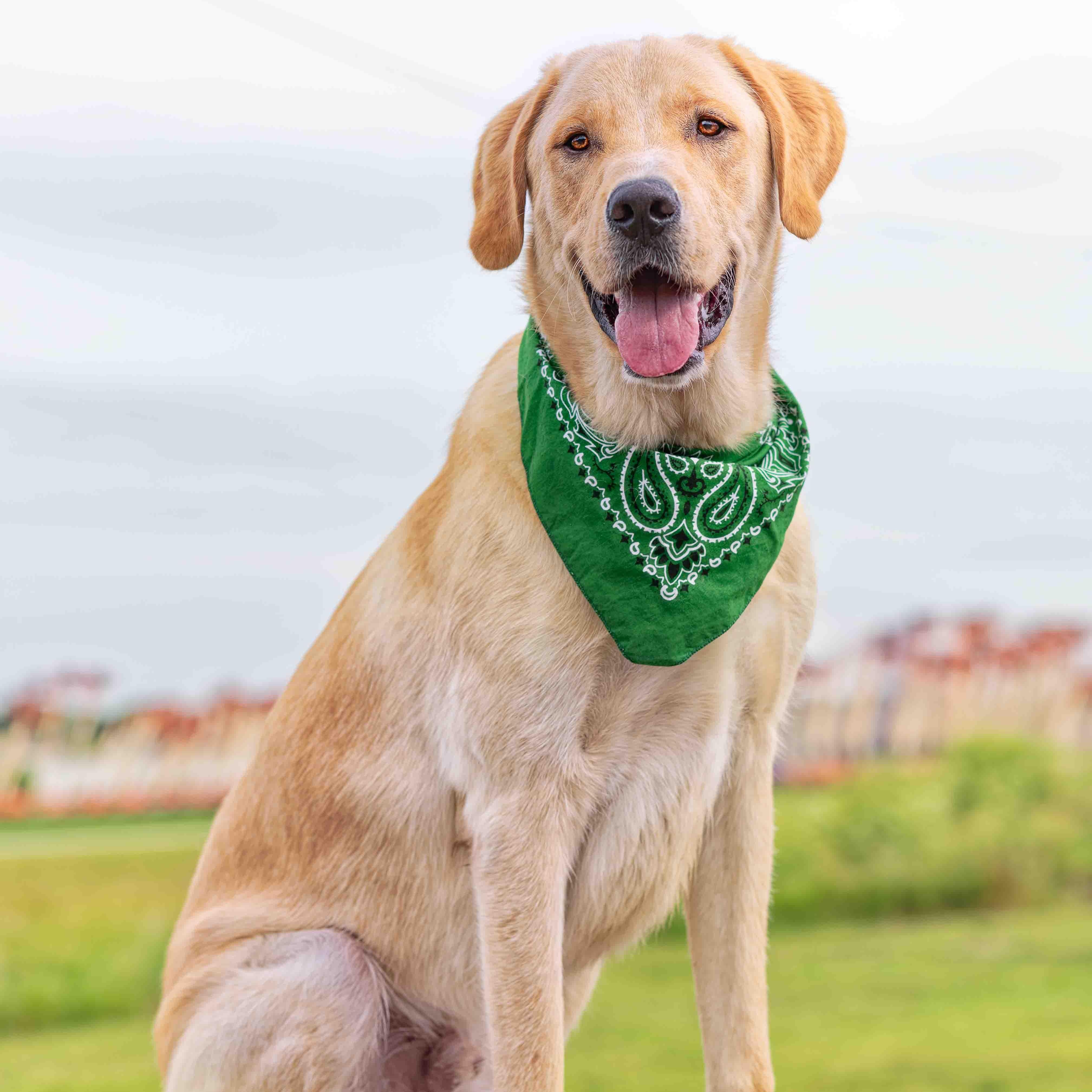 Air Bud (Bud), an adoptable Golden Retriever, Chinook in Clarinda, IA, 51632 | Photo Image 3